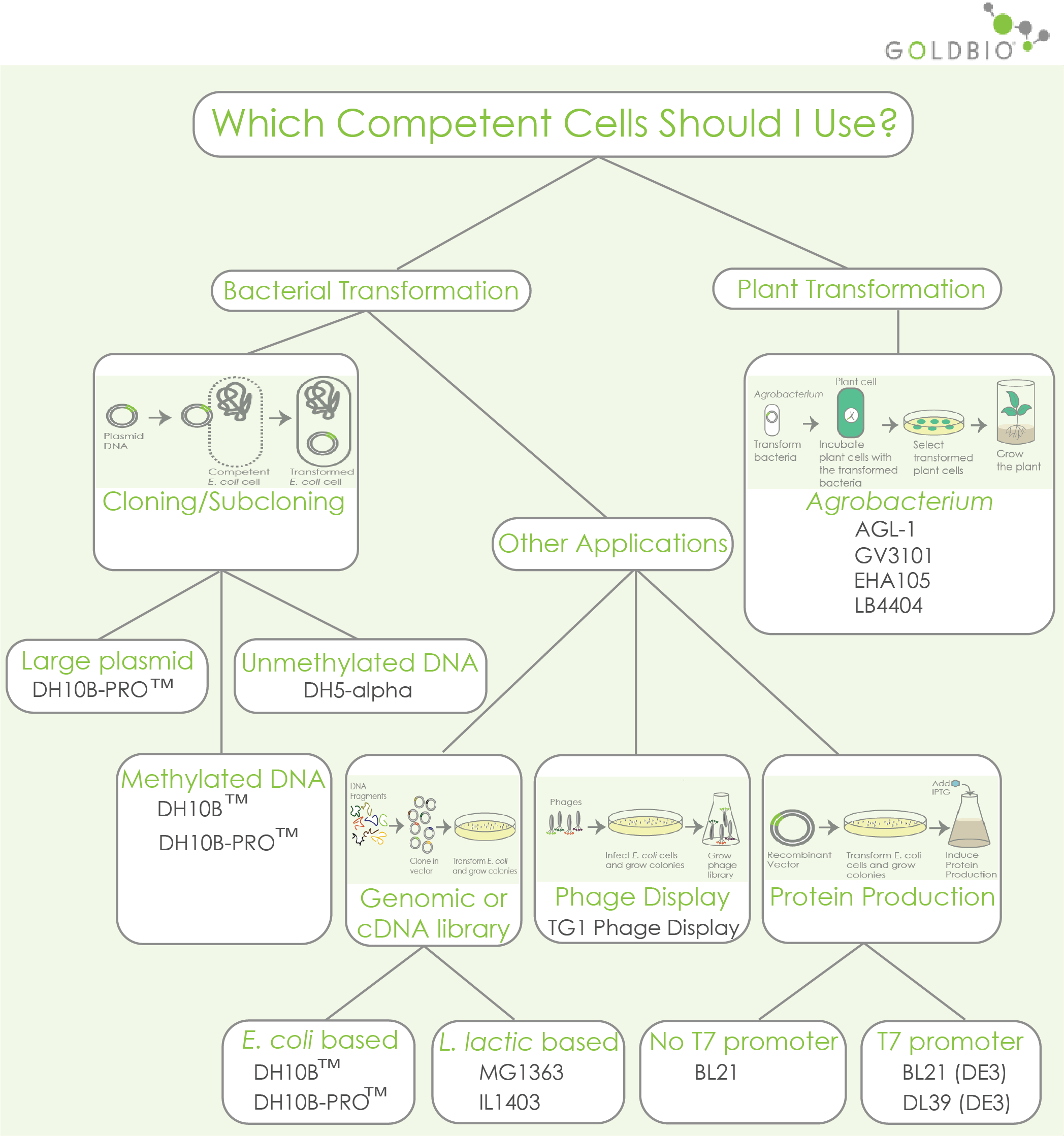 How to Choose Competent Cells GoldBio